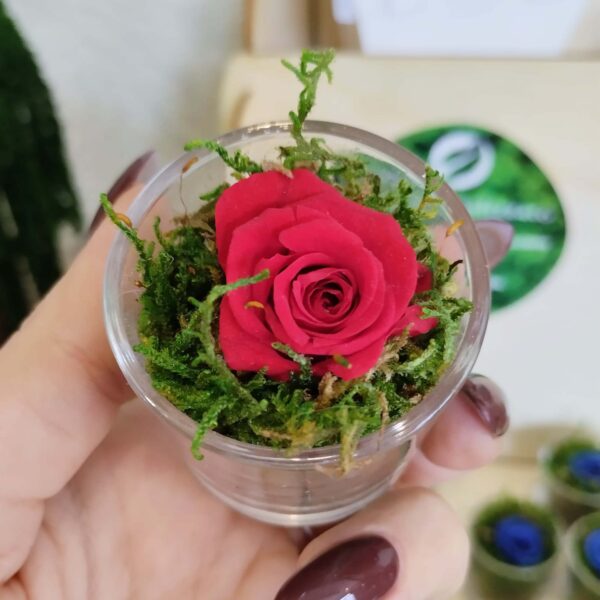 Bomboniera con Rosellina Rossa