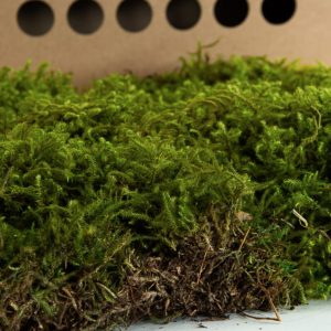 Rayher 8503211 Muschio Islandese in Sacchetto, Muschio Naturale per Decorazioni, Bricolage