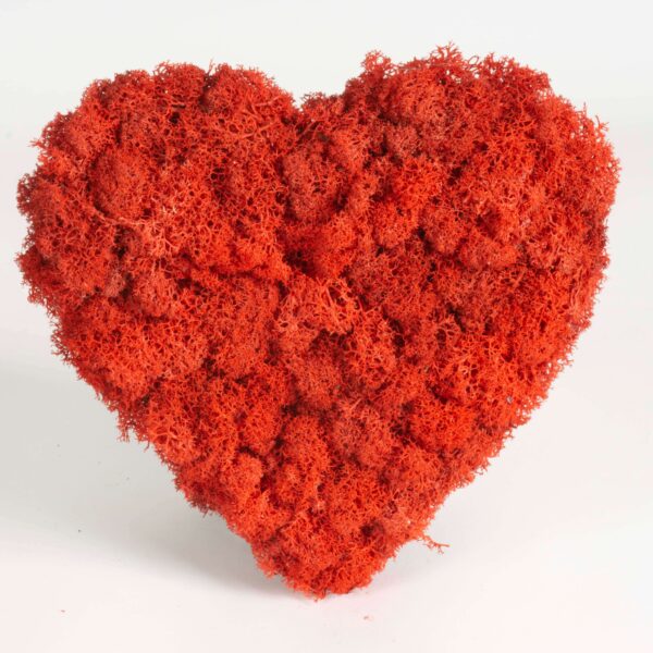 Cuore di lichene rosso - immagine 2