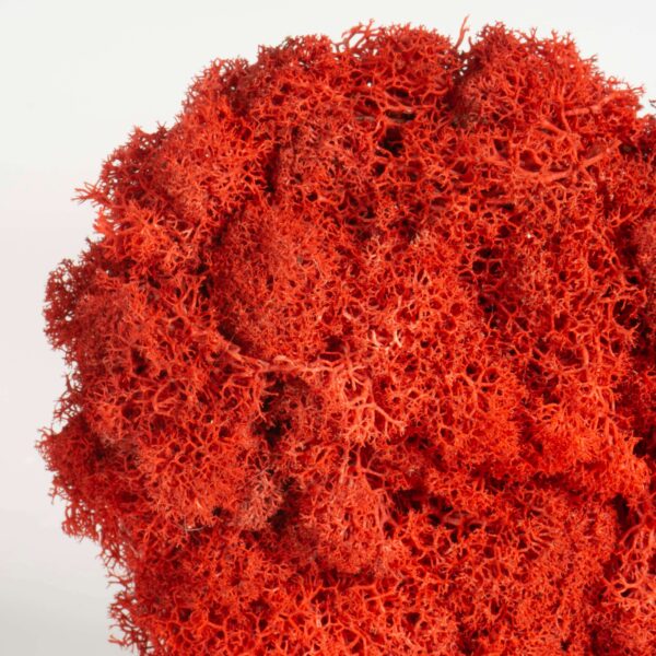 Cuore di lichene rosso - immagine 3