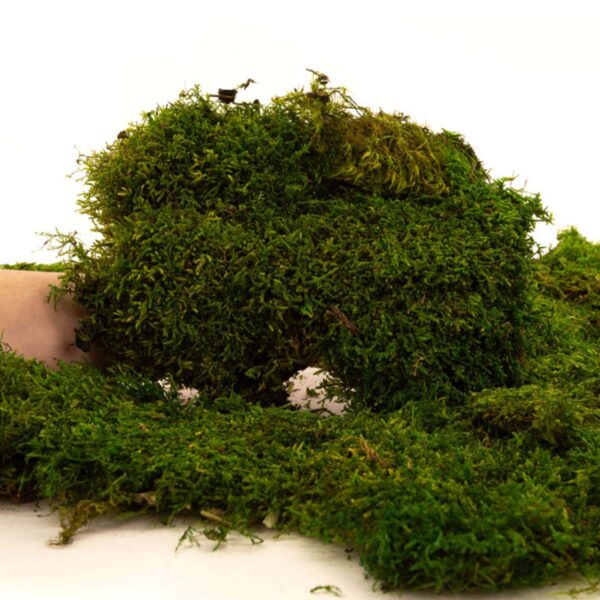 Muschio piatto Verde naturale 250g - immagine 2