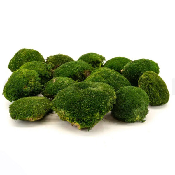 Muschio roccioso verde scuro