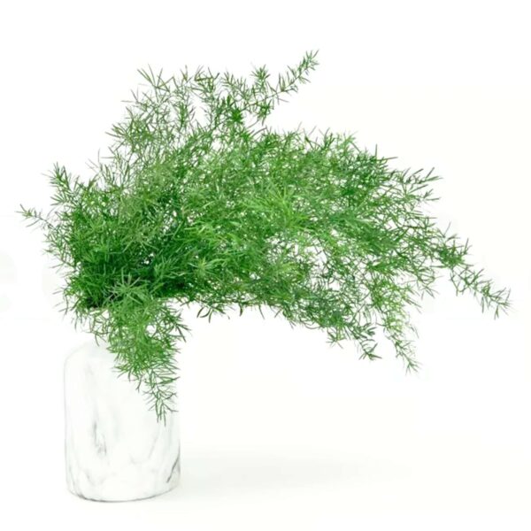 Springerie verde chiaro - immagine 2