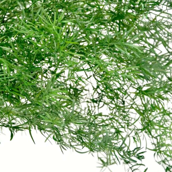 Springerie verde chiaro - immagine 3