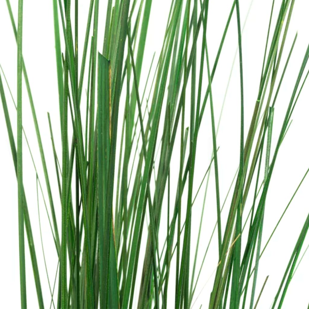 Steel Grass Verde Stabilizzato steel-grass-verde-stabilizzato