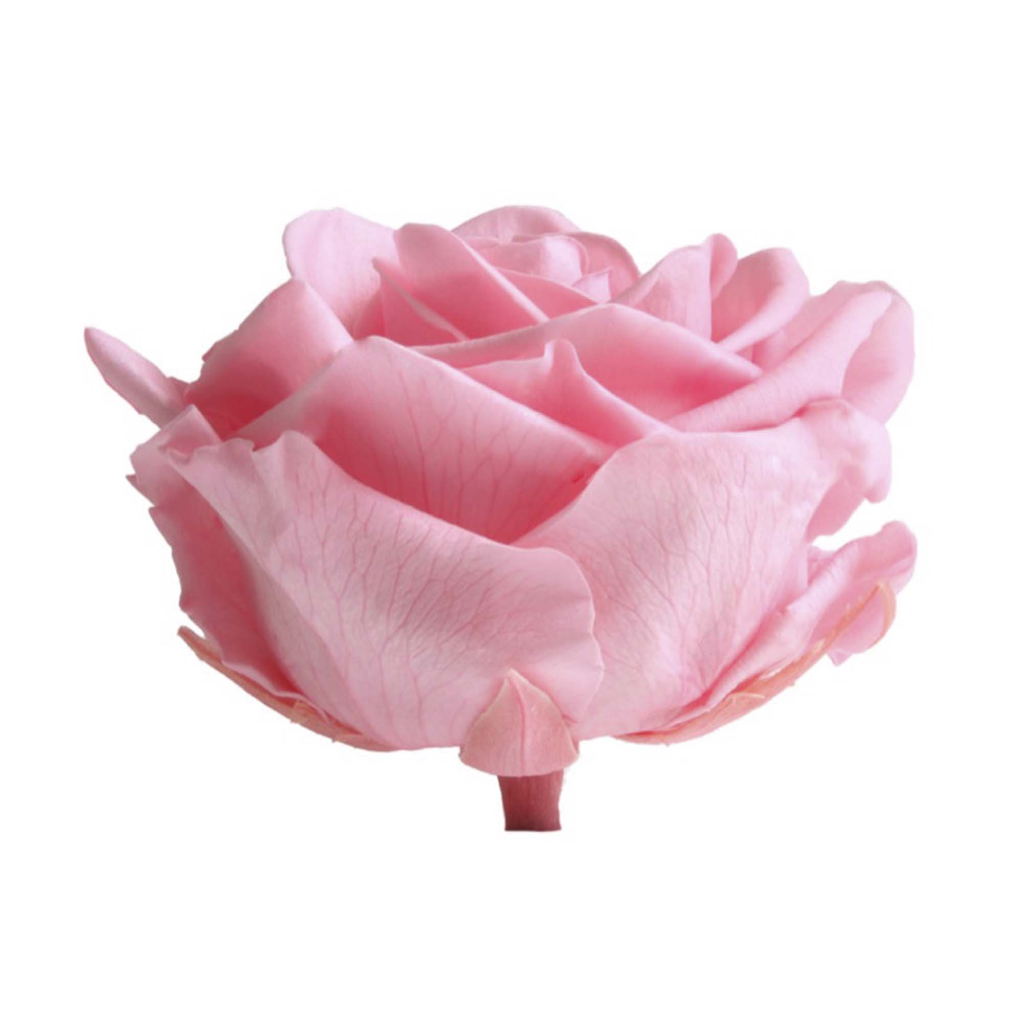 Box rose premium rosa pastello - immagine 3