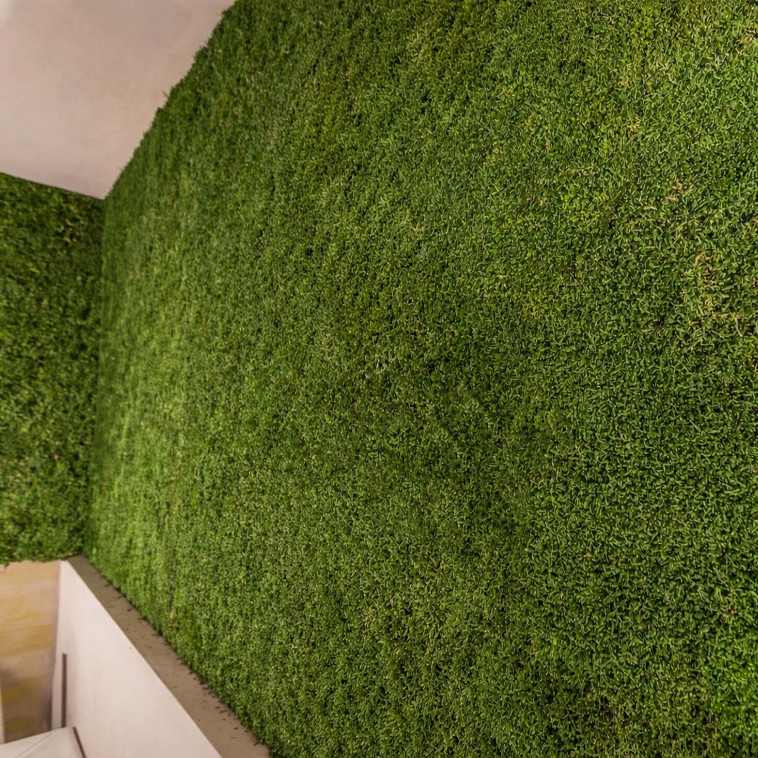 Pannello di Muschio piatto stabilizzato