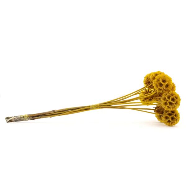 Scabiosa stellata gialla - immagine 3