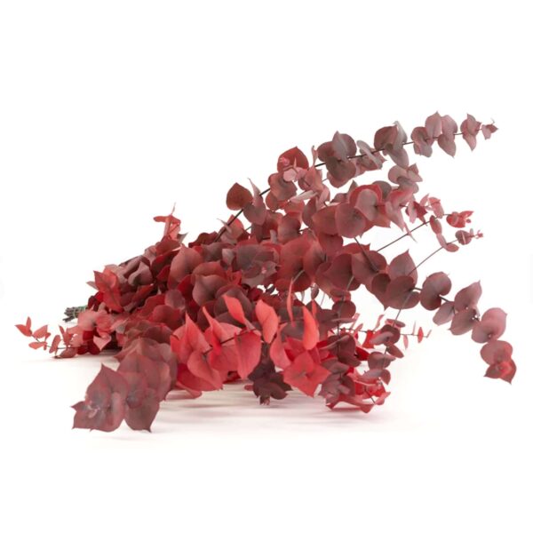 Stuartiana rossa - immagine 2