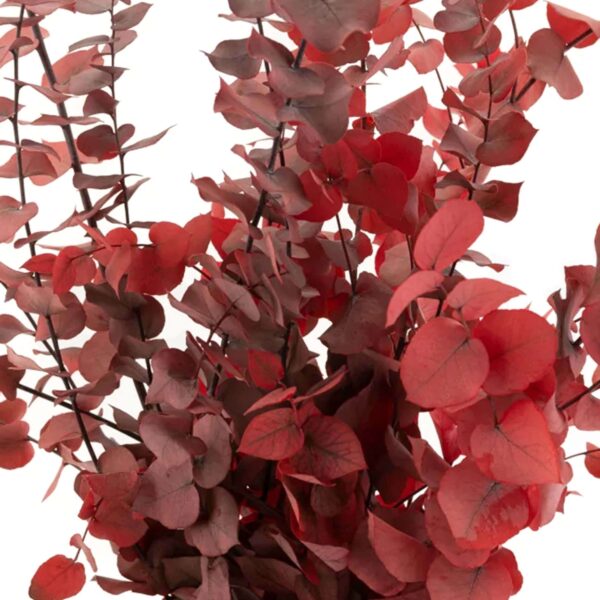 Stuartiana rossa - immagine 3