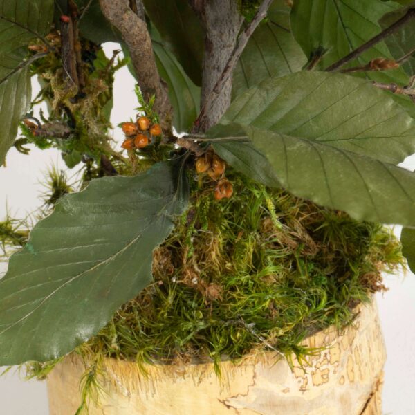 Bonsai Faggio verde - immagine 4