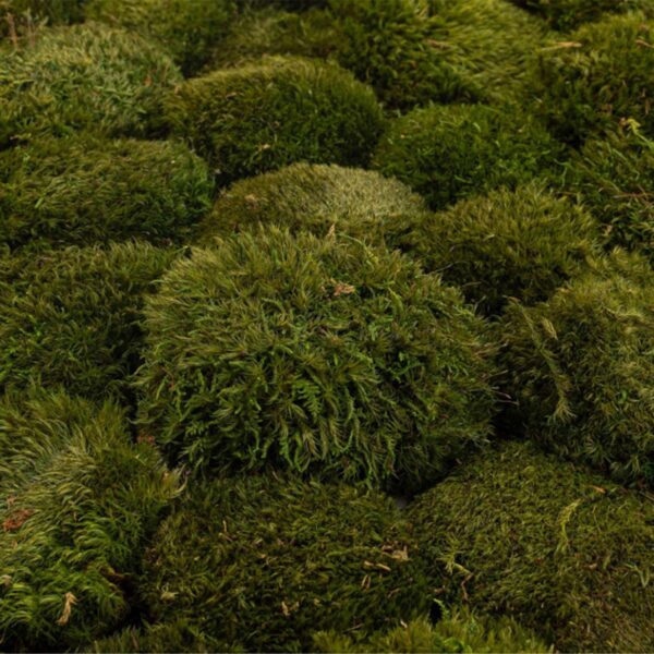Muschio Mood verde naturale - immagine 3