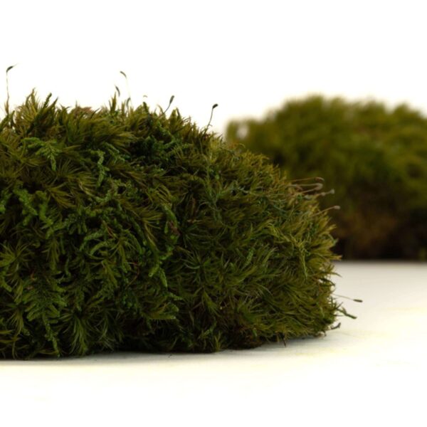 Muschio Mood verde naturale - immagine 2