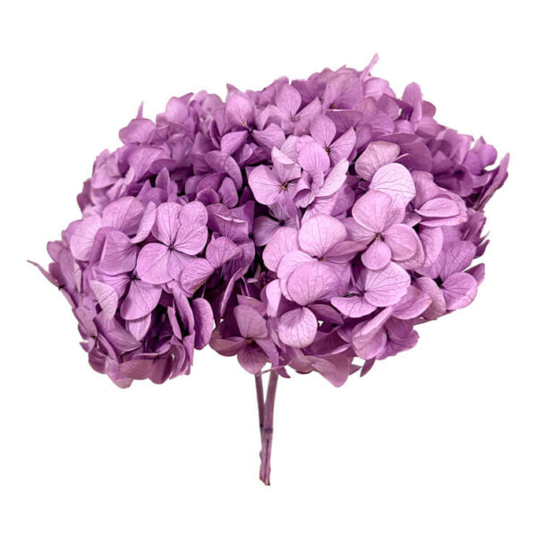 Hydrangea lilla stabilizzata