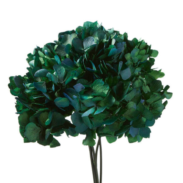 Hydrangea stabilizzata verde/blu