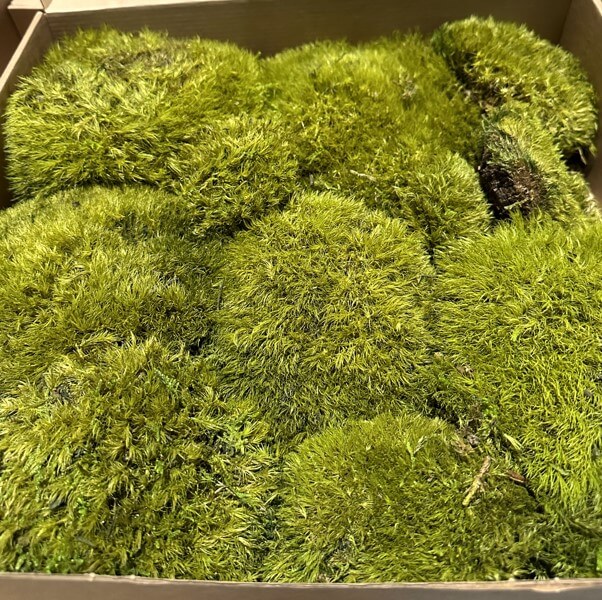 Muschio Mood verde naturale