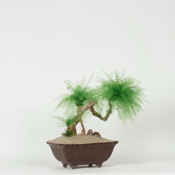 Bonsai Tropicale - immagine 2