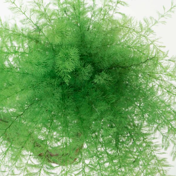 Bonsai Tropicale - immagine 3