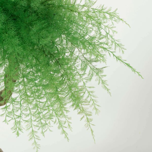 Bonsai Tropicale - immagine 4
