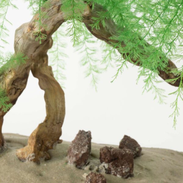 Bonsai Tropicale - immagine 5