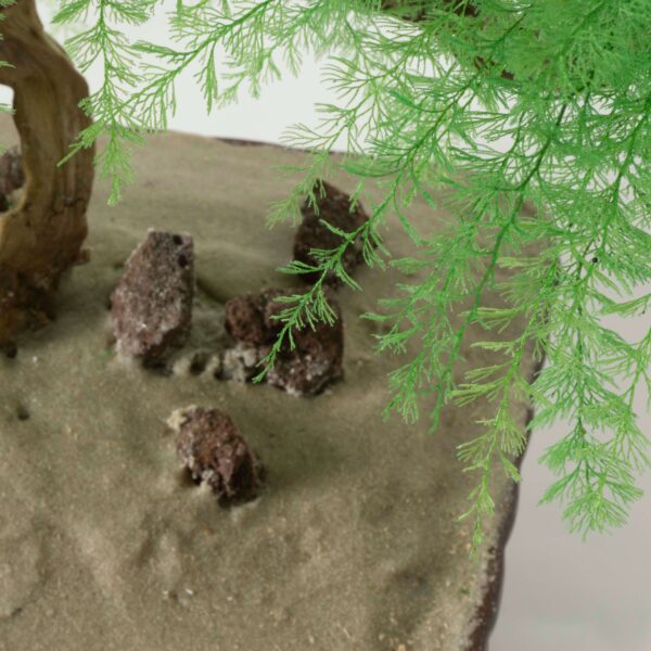 Bonsai Tropicale - immagine 6