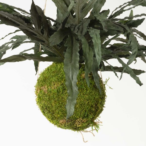 Kokedama Felce Dragon - immagine 2
