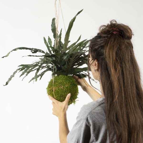 Kokedama Felce Dragon - immagine 3