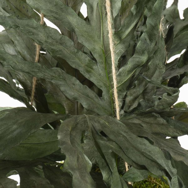 Kokedama Felce Dragon - immagine 4