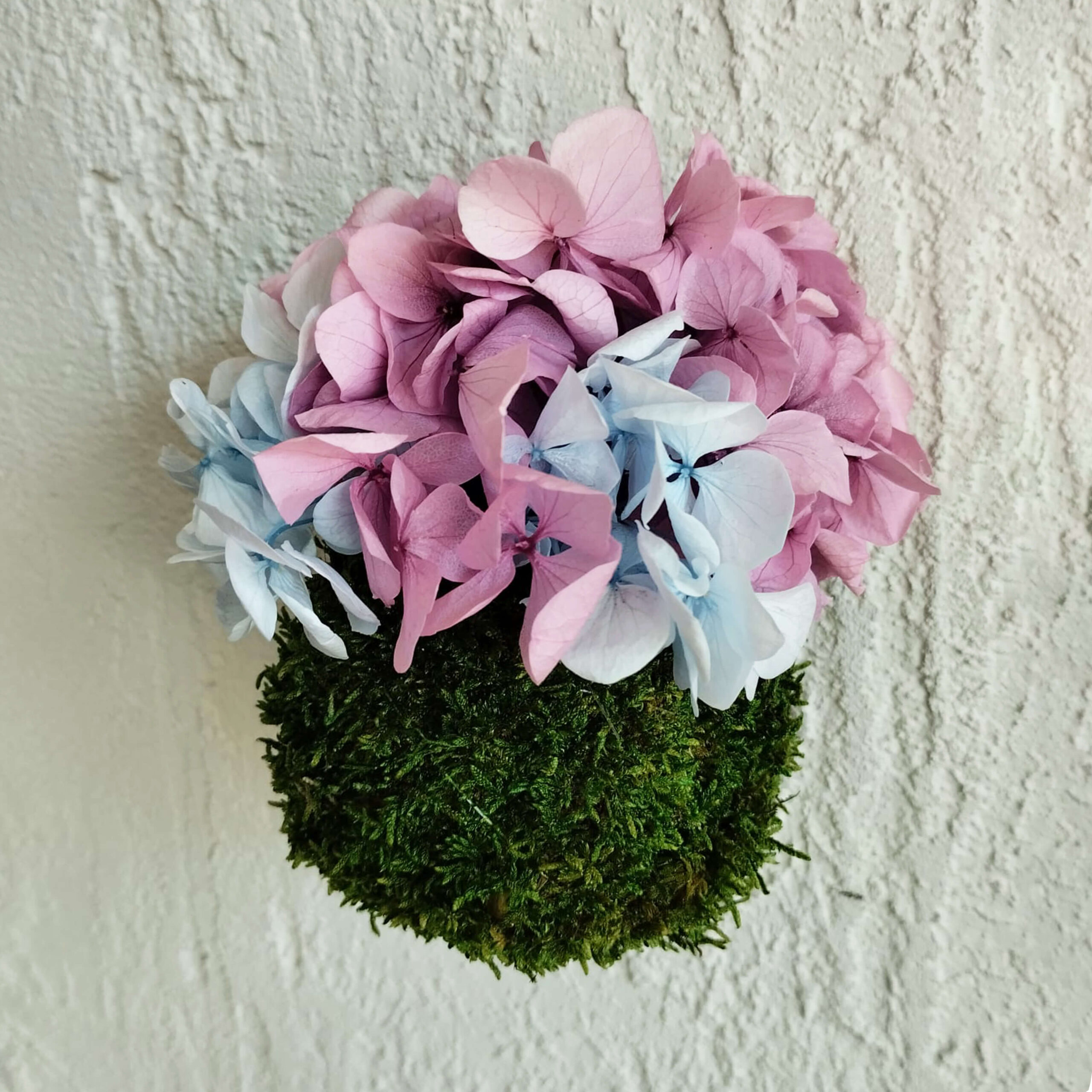 Kokedama Ortensia bicolor - immagine 2