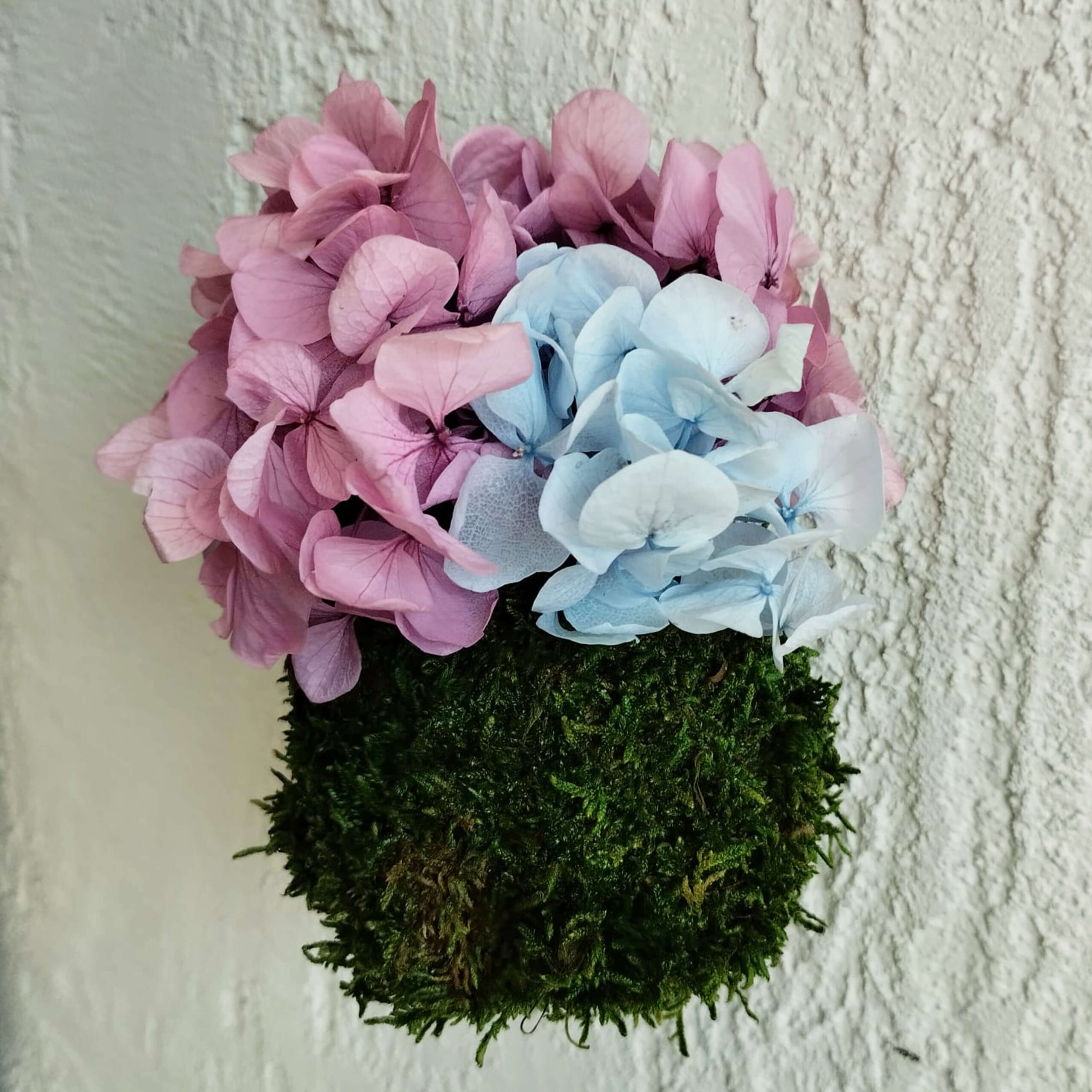 Kokedama Ortensia bicolor - immagine 4