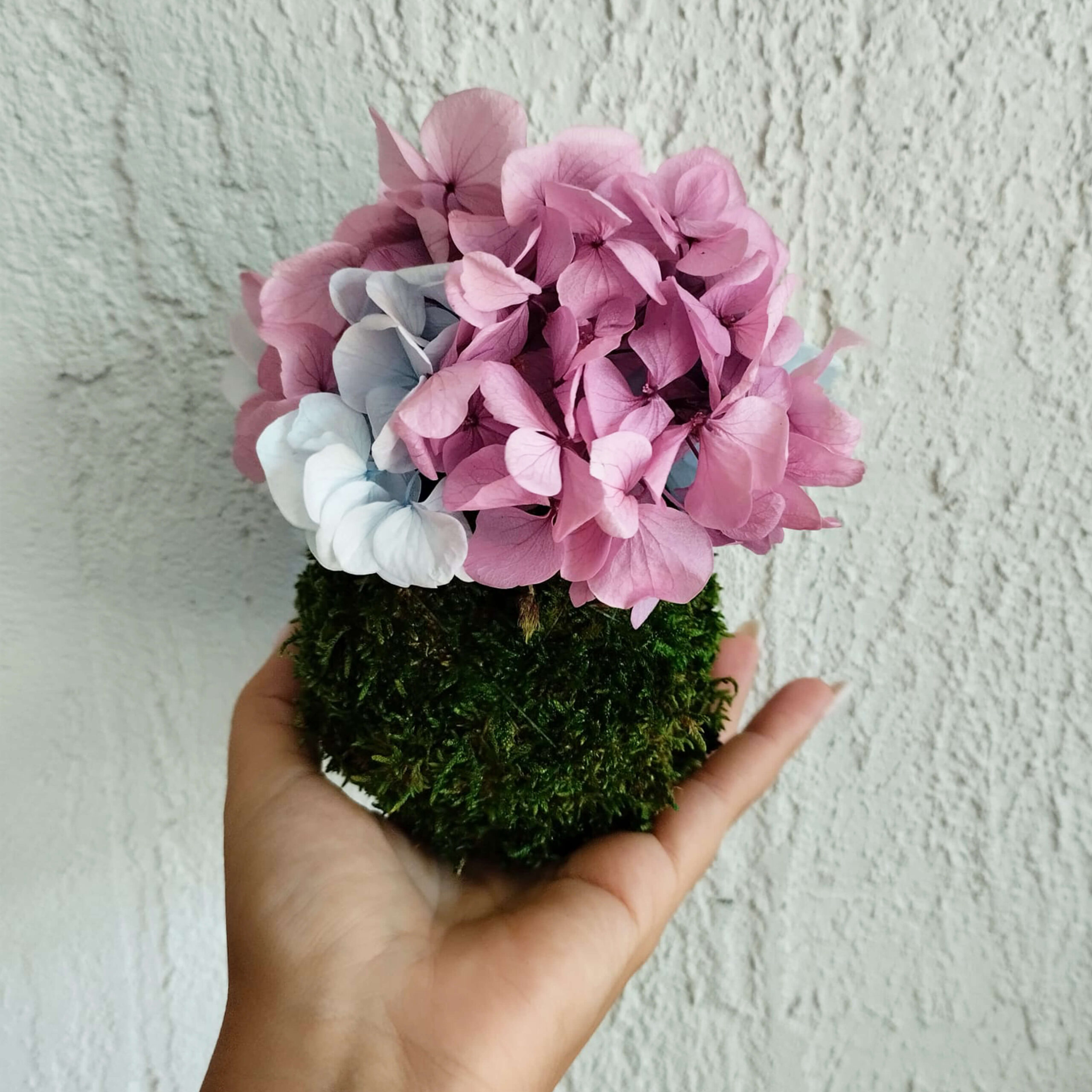 Kokedama Ortensia bicolor - immagine 3