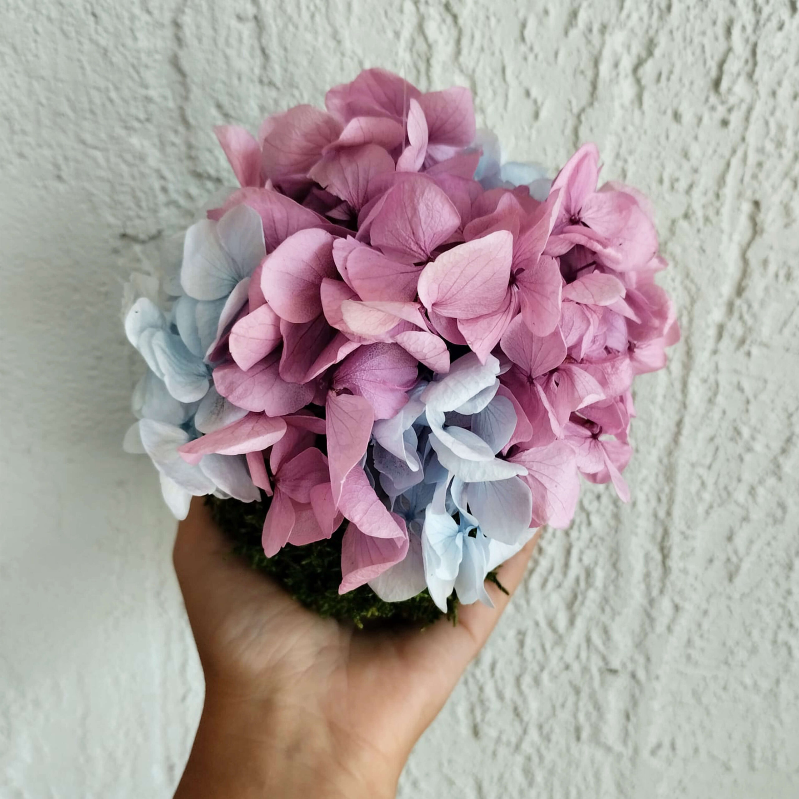 Kokedama Ortensia bicolor - immagine 5