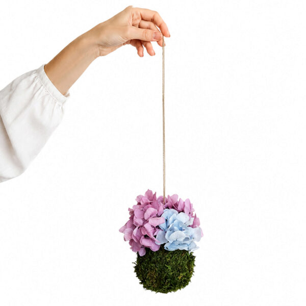 Kokedama Ortensia bicolor
