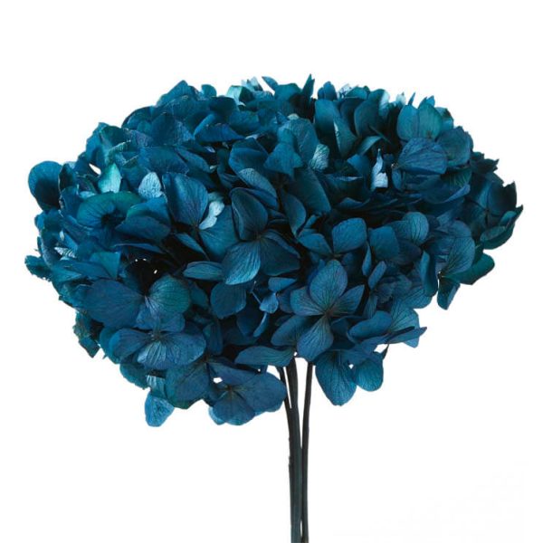 Hydrangea Blu naturale