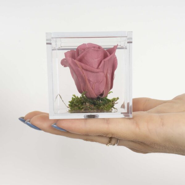 Bomboniera Box Rosa antico stabilizzata