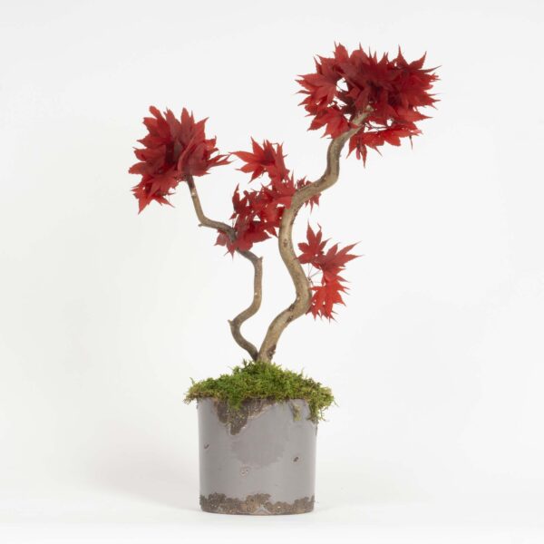 Mini Bonsai Acero stabilizzato - immagine 5