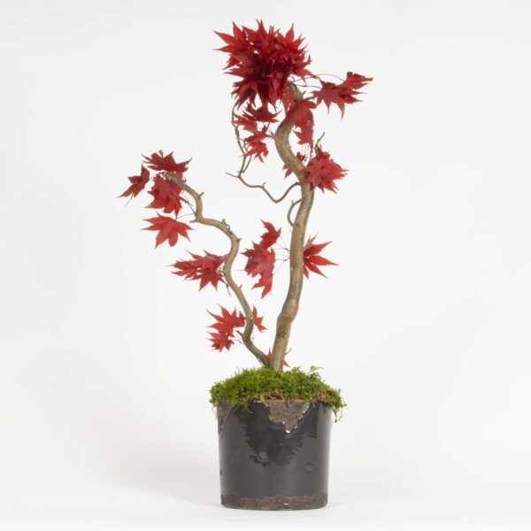 Mini Bonsai Acero stabilizzato - immagine 2