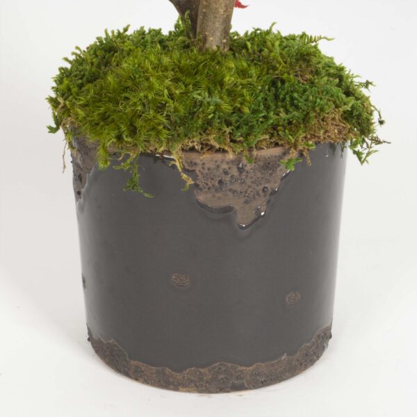 Mini Bonsai Acero stabilizzato - immagine 3