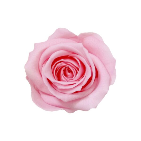 Rosa mini stelo Rosa pastello - immagine 3