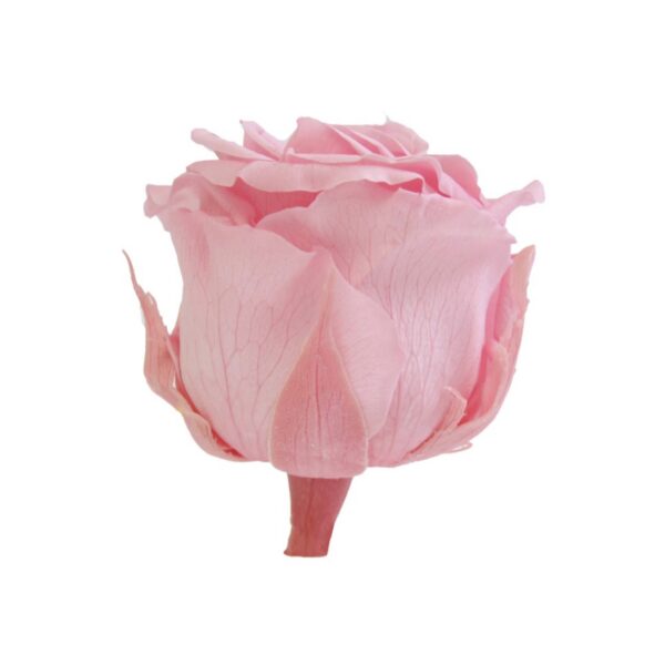 Rosa mini stelo Rosa pastello - immagine 4
