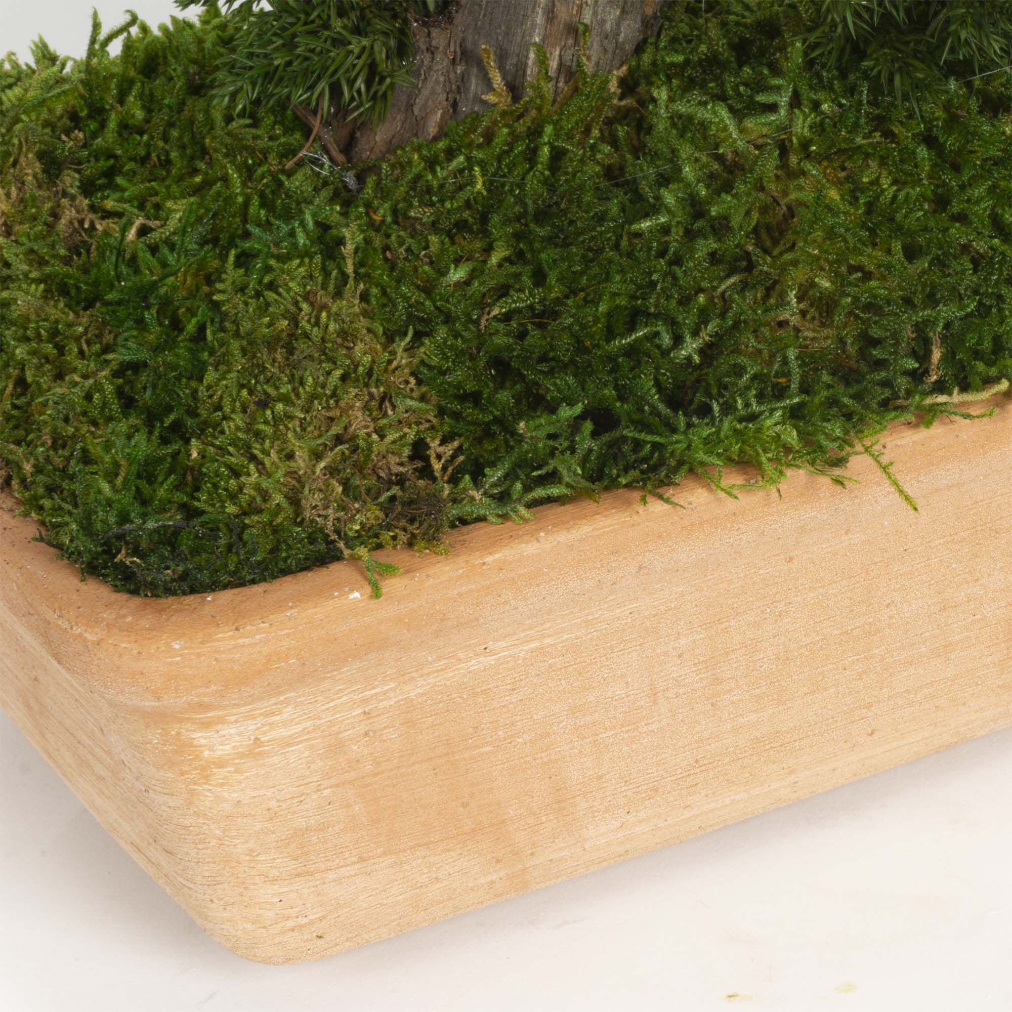 Bonsai Ginepro stabilizzato - immagine 3