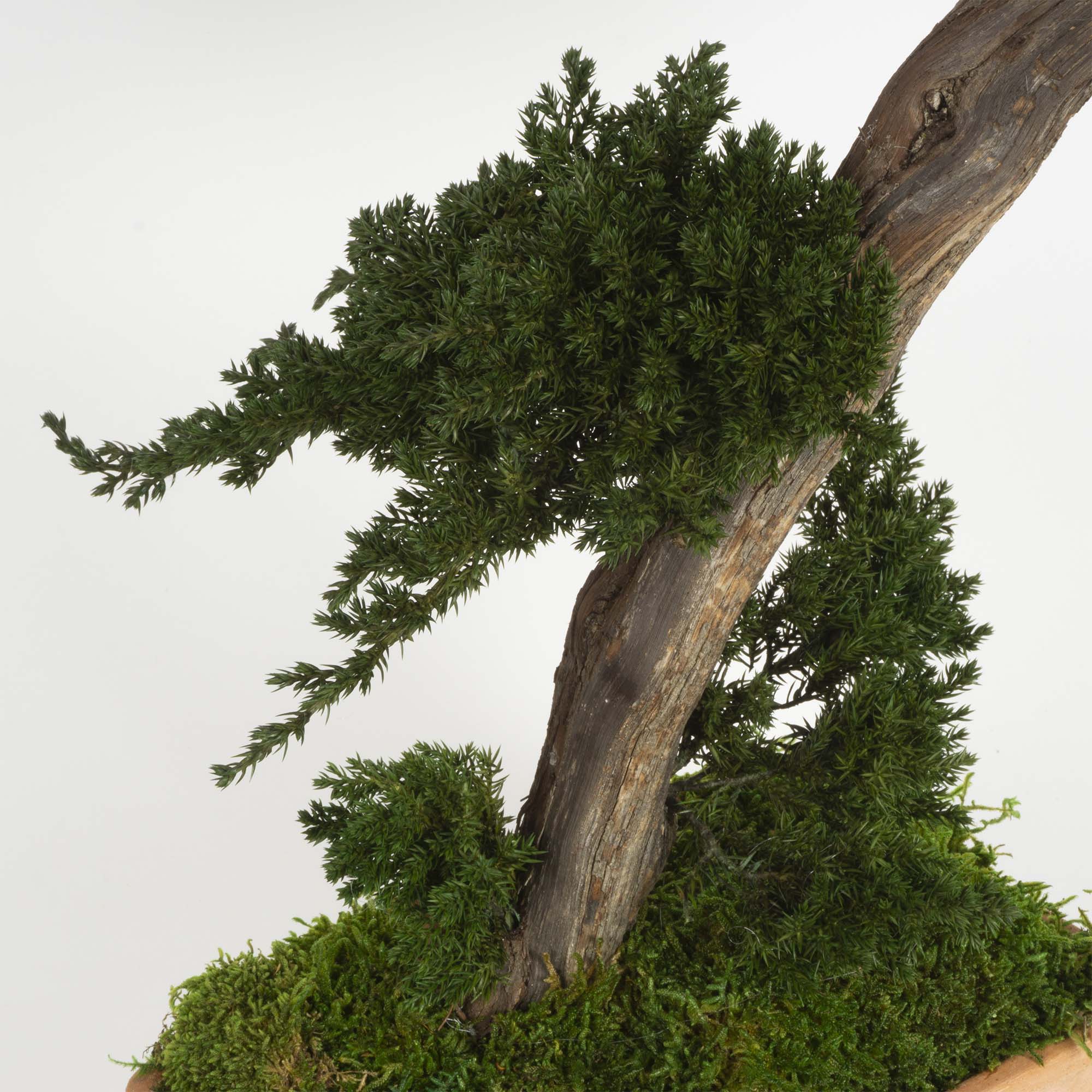 Bonsai Ginepro stabilizzato - immagine 4