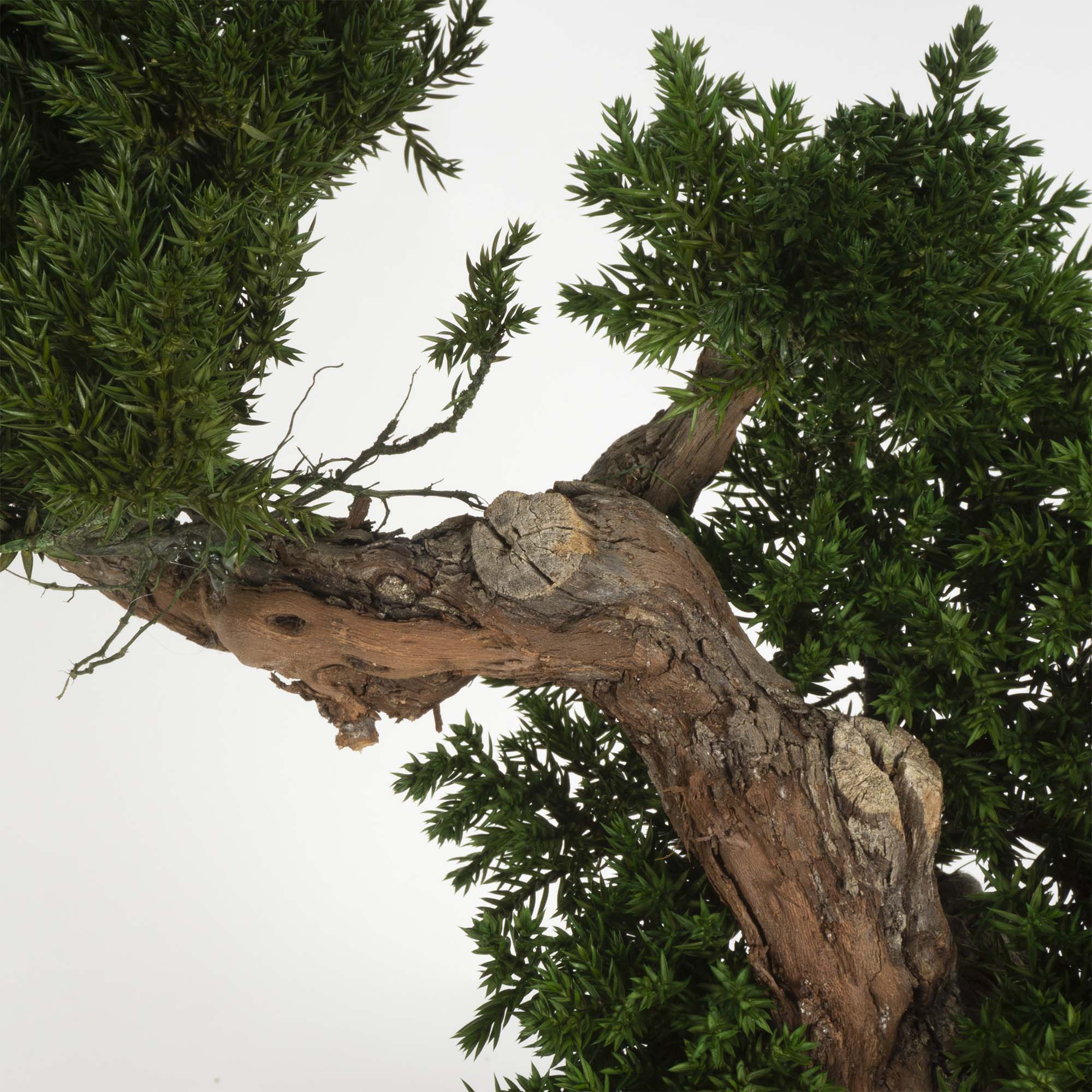 Bonsai Ginepro stabilizzato - immagine 2