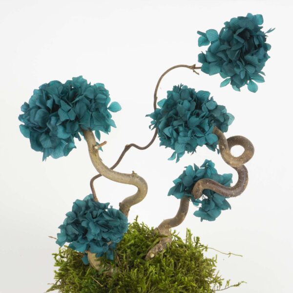 Mini Bonsai Ortensia stabilizzata - immagine 4