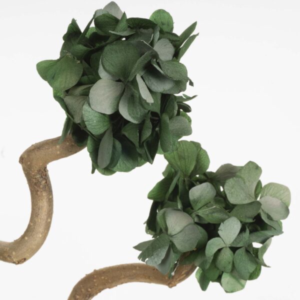 Mini Bonsai Ortensia stabilizzata - immagine 6
