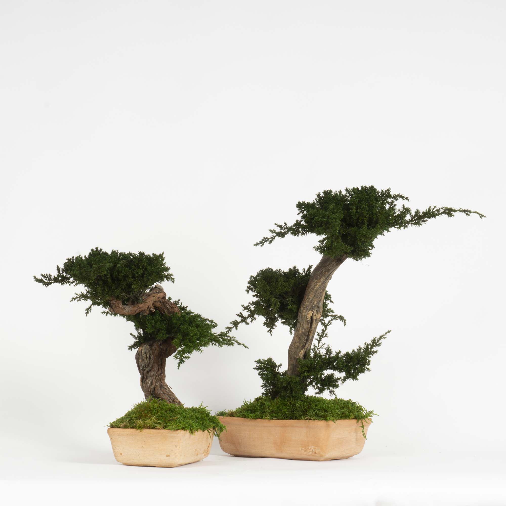 Bonsai Ginepro stabilizzato