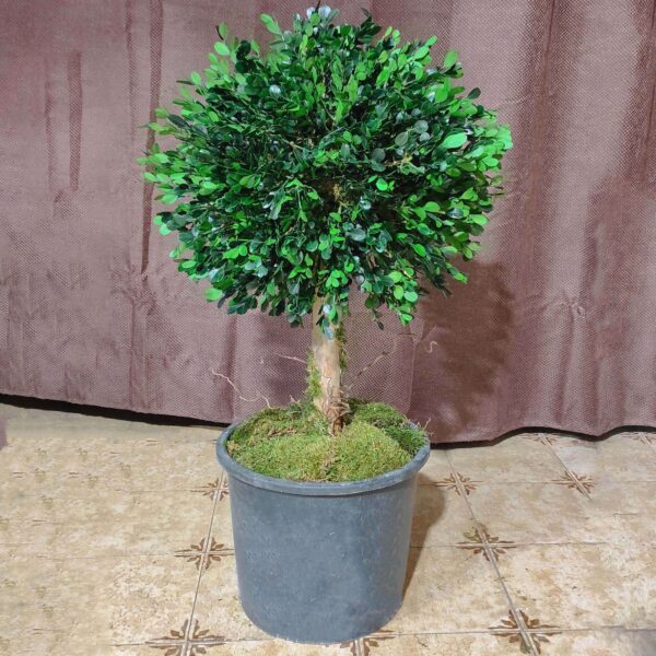 Buxus stabilizzato