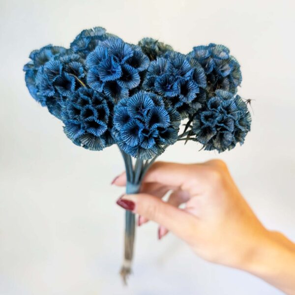 Scabiosa stellata blu
