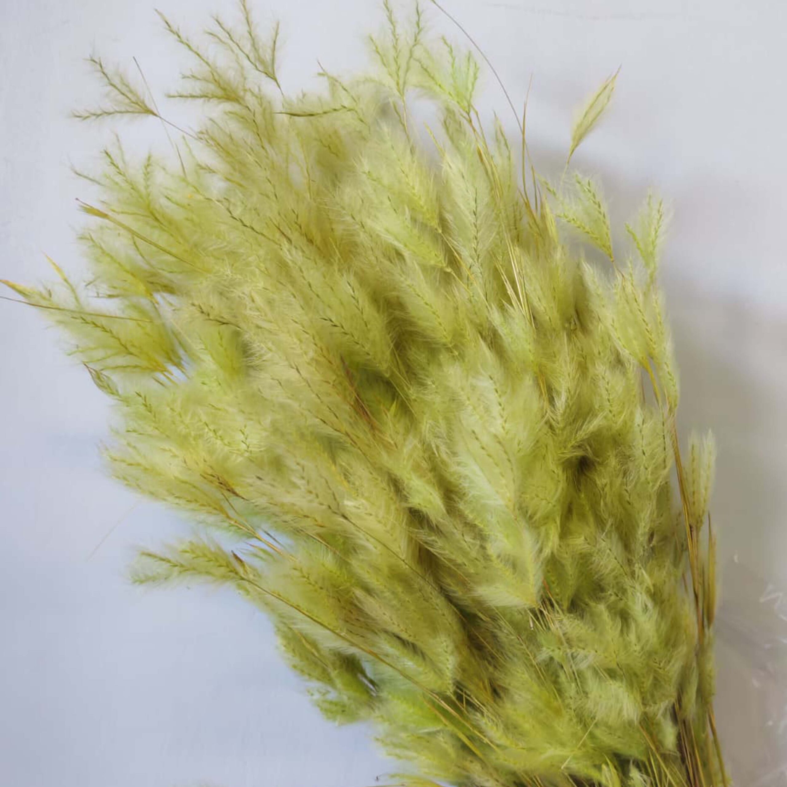 Pluminha