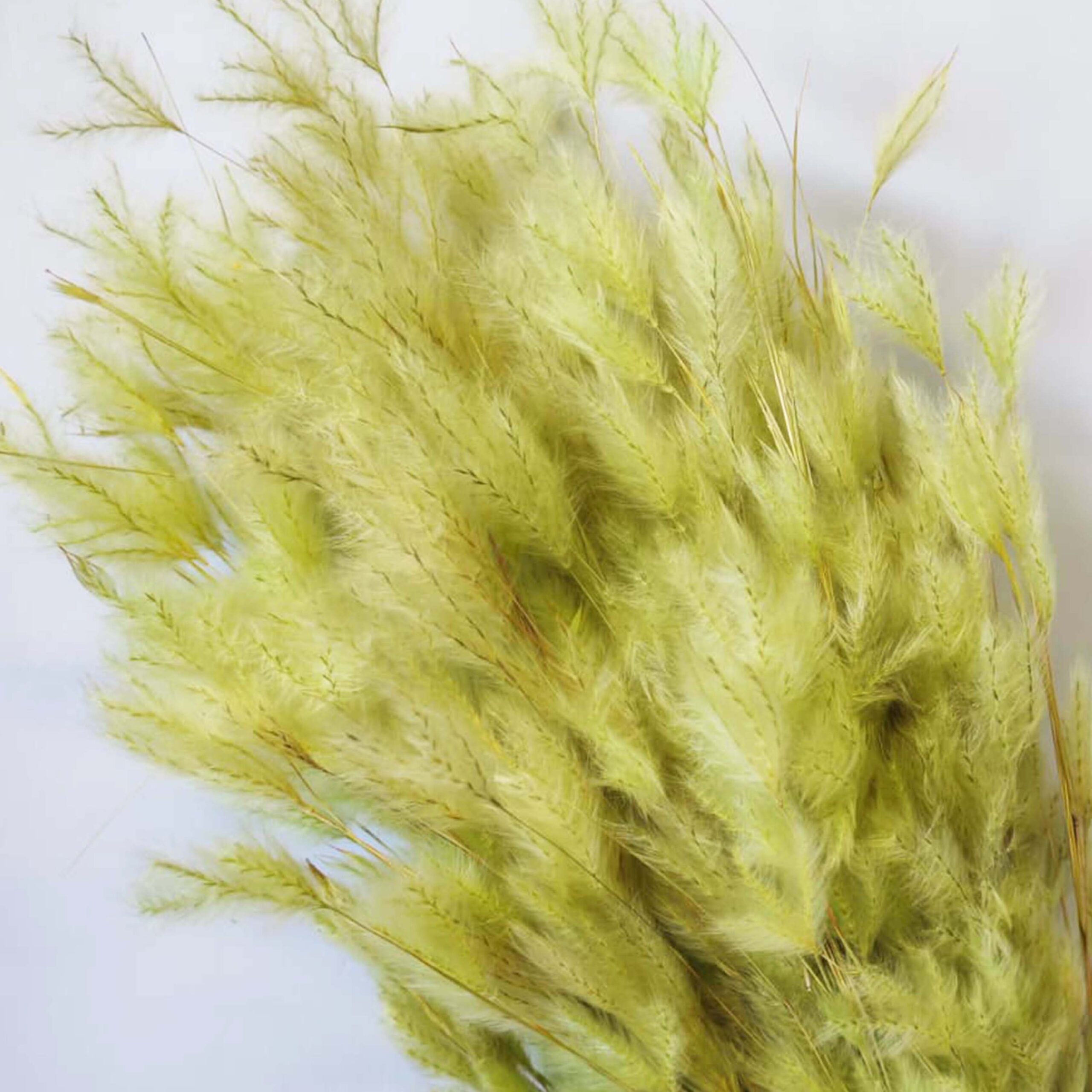 Pluminha - immagine 3